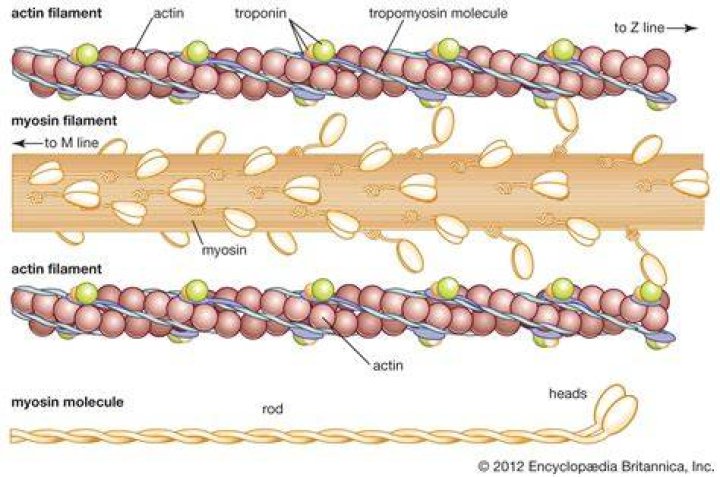Are actin and myosin present in smooth muscle?