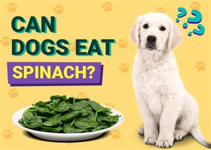 Are dogs allowed spinach?