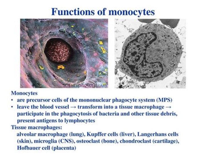 Are monocytes in connective tissue?