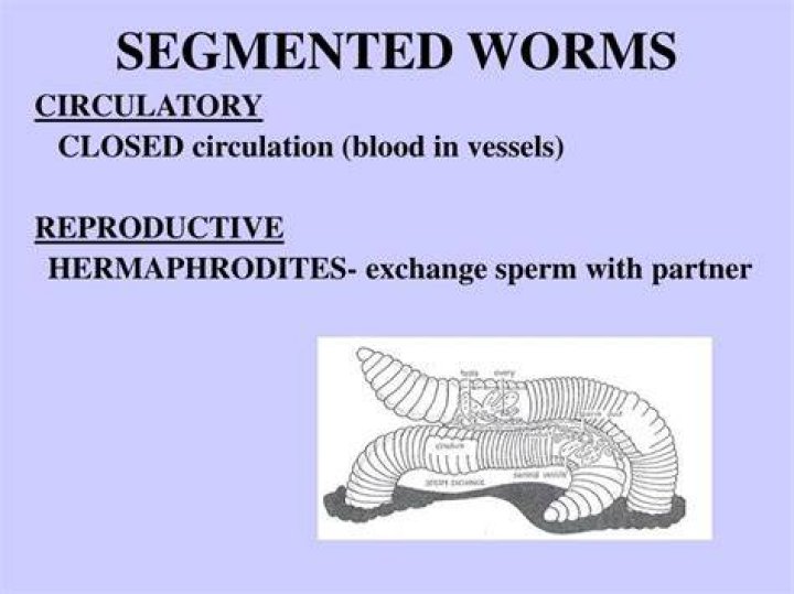 Are segmented worms hermaphrodites?
