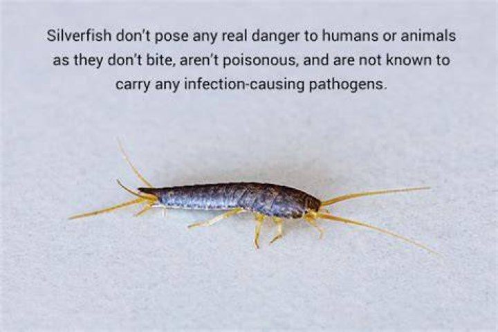 Are silverfish dangerous to your health?