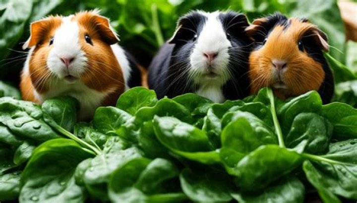 Do guinea pigs eat spinach?