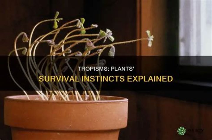 Do tropisms help plants survive?
