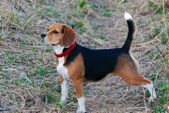 Does beagles shed hair?
