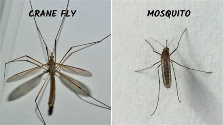 Is crane fly a mosquito?