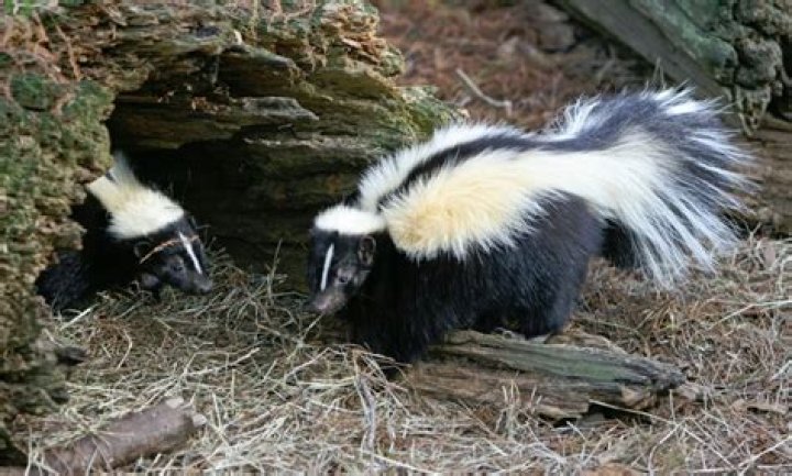 Were do skunks live?