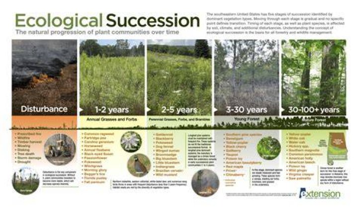 What are the 5 stages of ecological succession?