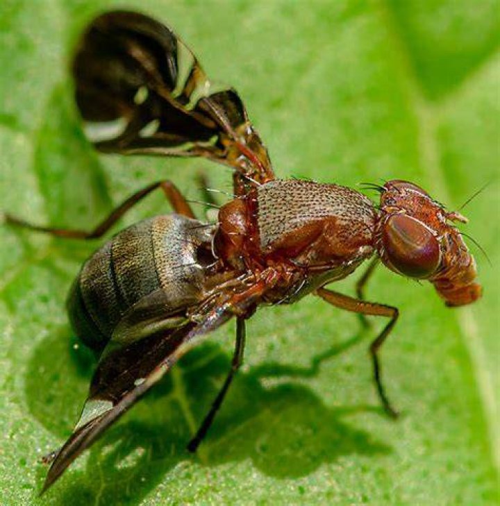 What do delphinia picta eat?