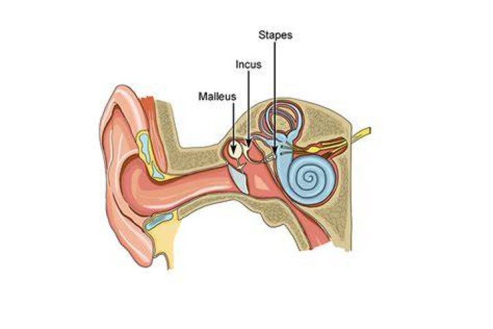 What is malleus in ear?