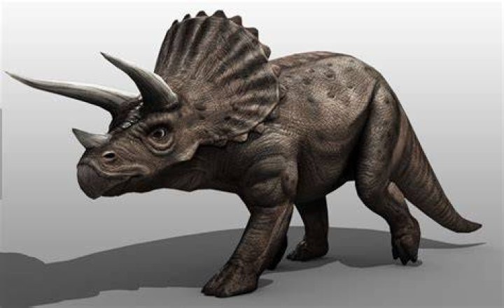 What is the dinosaur with 3 horns called?