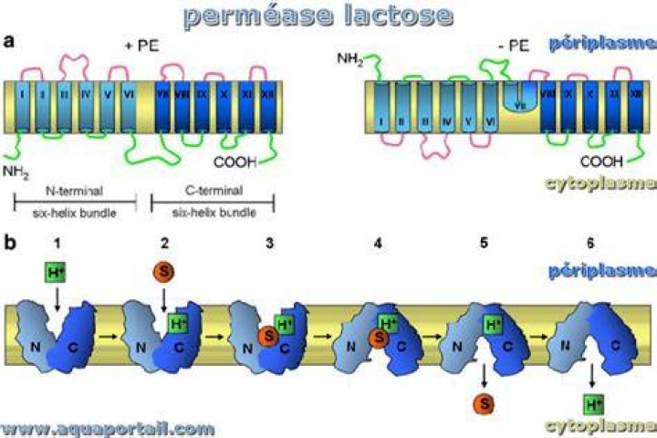 What is the function of the protein permease?