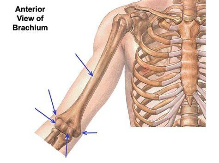 What is the right brachium?