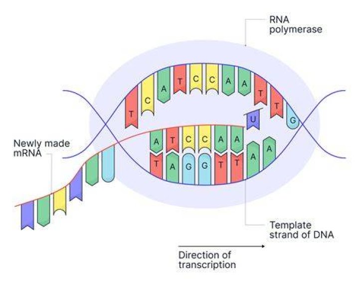What is transcribed from dna?