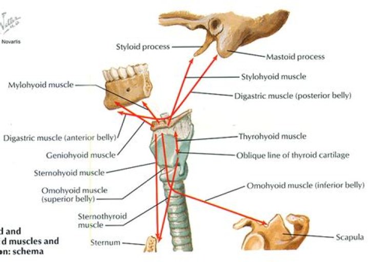 What muscles are attached to the hyoid bone?