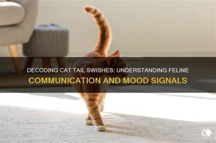 When a cat swishes its tail?