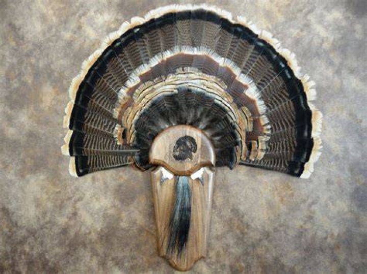 When a turkey fan its tail?