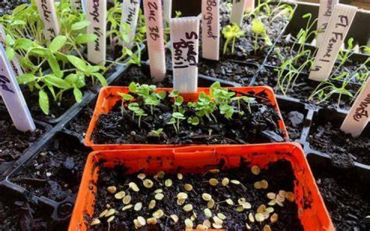 When to plant punnets?