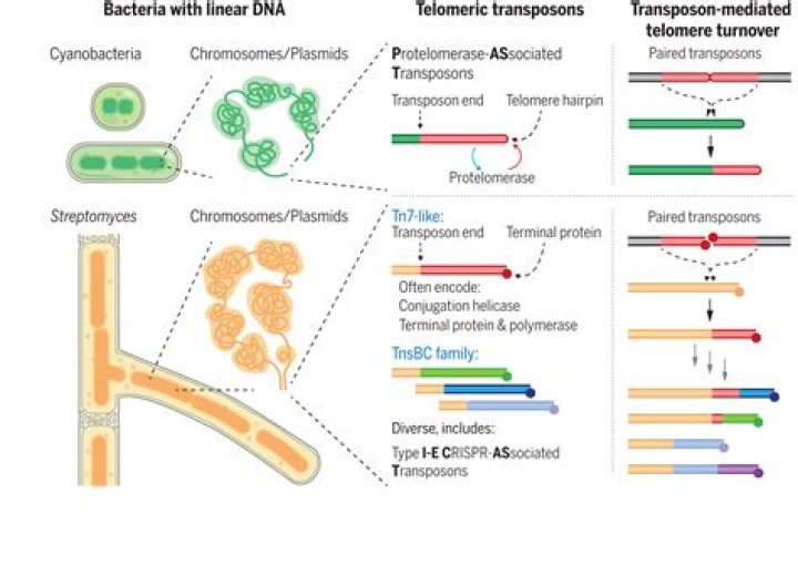 Where are transposons found?