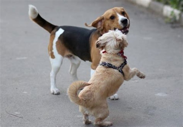 Which dogs do beagles get along with?