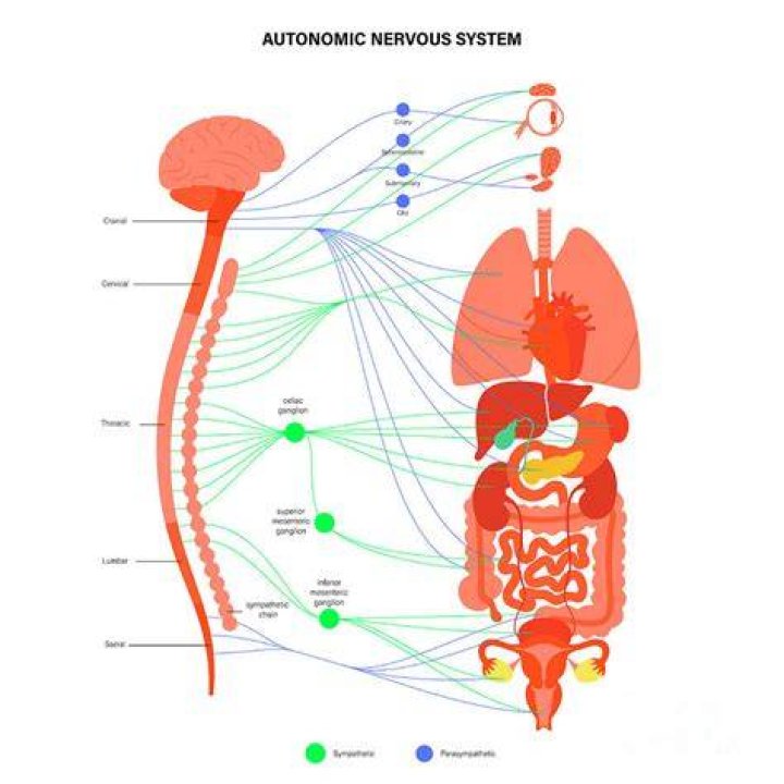Which process is governed by the autonomic nervous system?