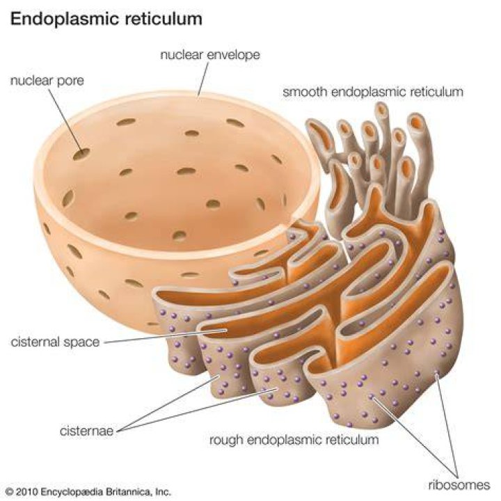 Who does the rough endoplasmic reticulum do?