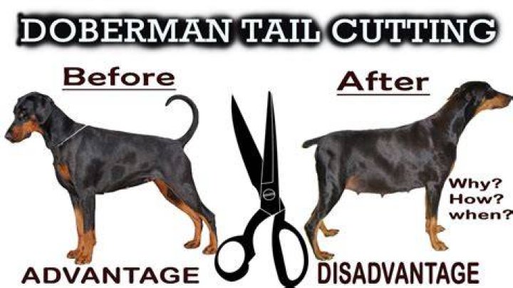 Why dobermans tail is cut?