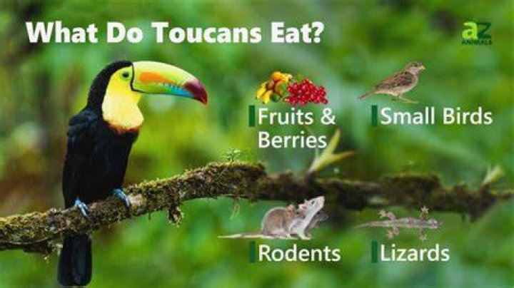 Will toucans eat grasshoppers?